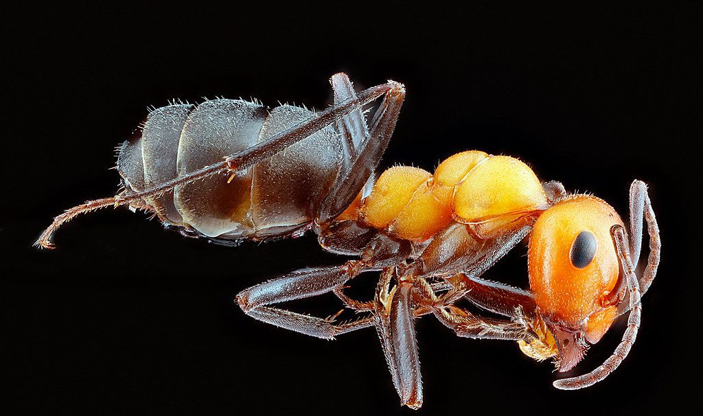Ant Control service in Westland, MI