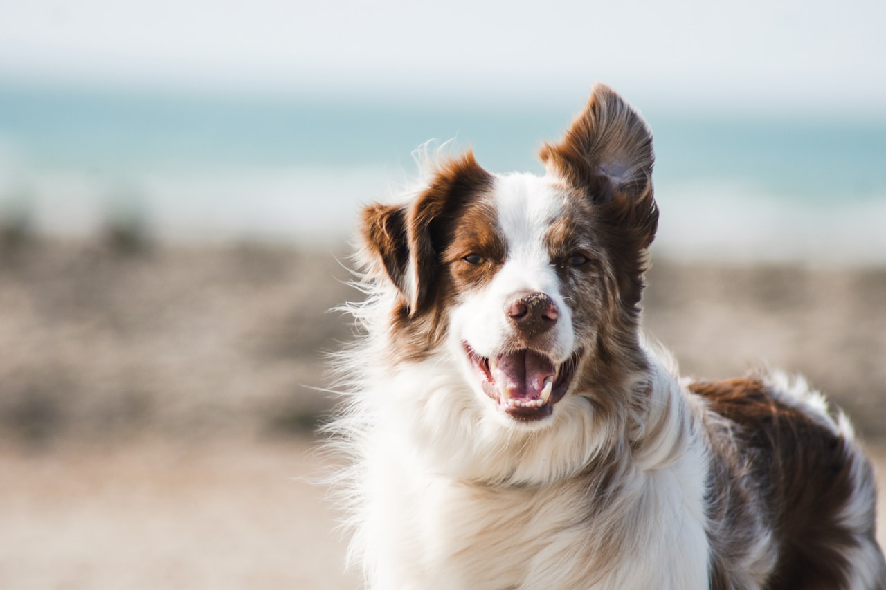 Flea & Tick Control service in Westland, MI