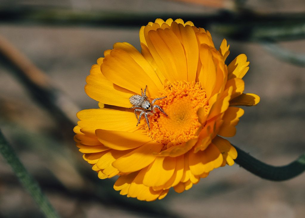 Spider Control service in Westland, MI